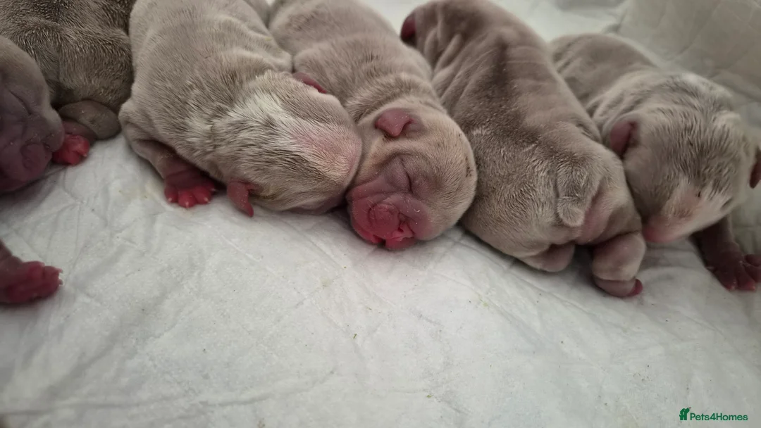 English Bulldog dogs for sale: Lilac and White bulldog puppies - Advert 1