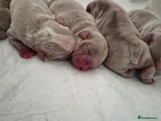 English Bulldog dogs Lilac and White bulldog puppies - Advert 10