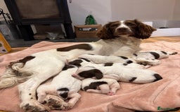 English Springer Spaniel dogs for sale: KC REG FTAW Bred Puppies from excellent lines - Image 4