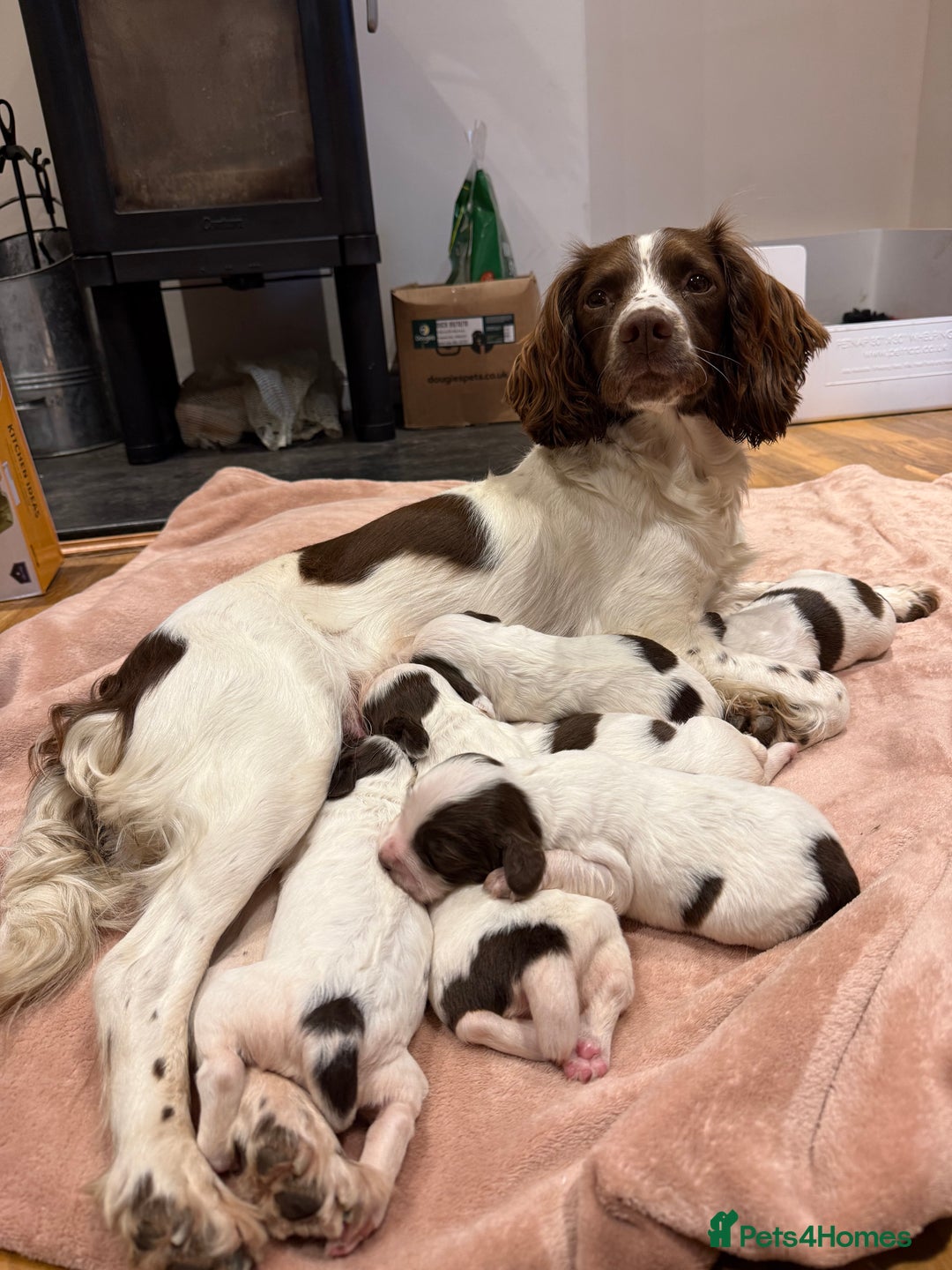 English Springer Spaniel dogs for sale: KC REG FTAW Bred Puppies from excellent lines - Image 4