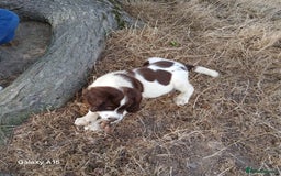 English Springer Spaniel dogs for sale: Springer spaniel pups  - Image 8