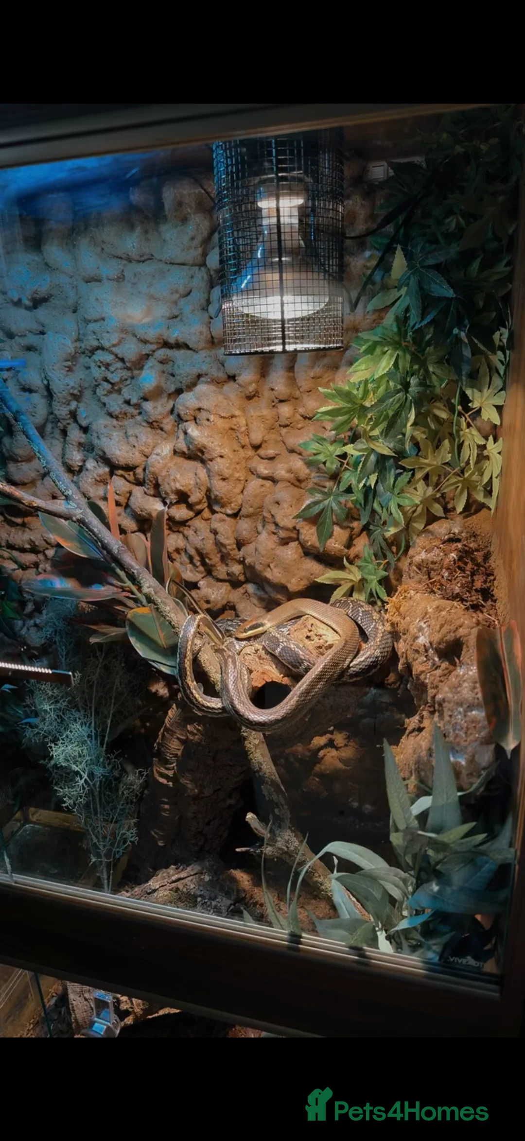 Rat Snake reptiles for sale: Vietnamese Blue Beauty Rat Snake & Nelson’s Milk in Peterlee - Advert 12