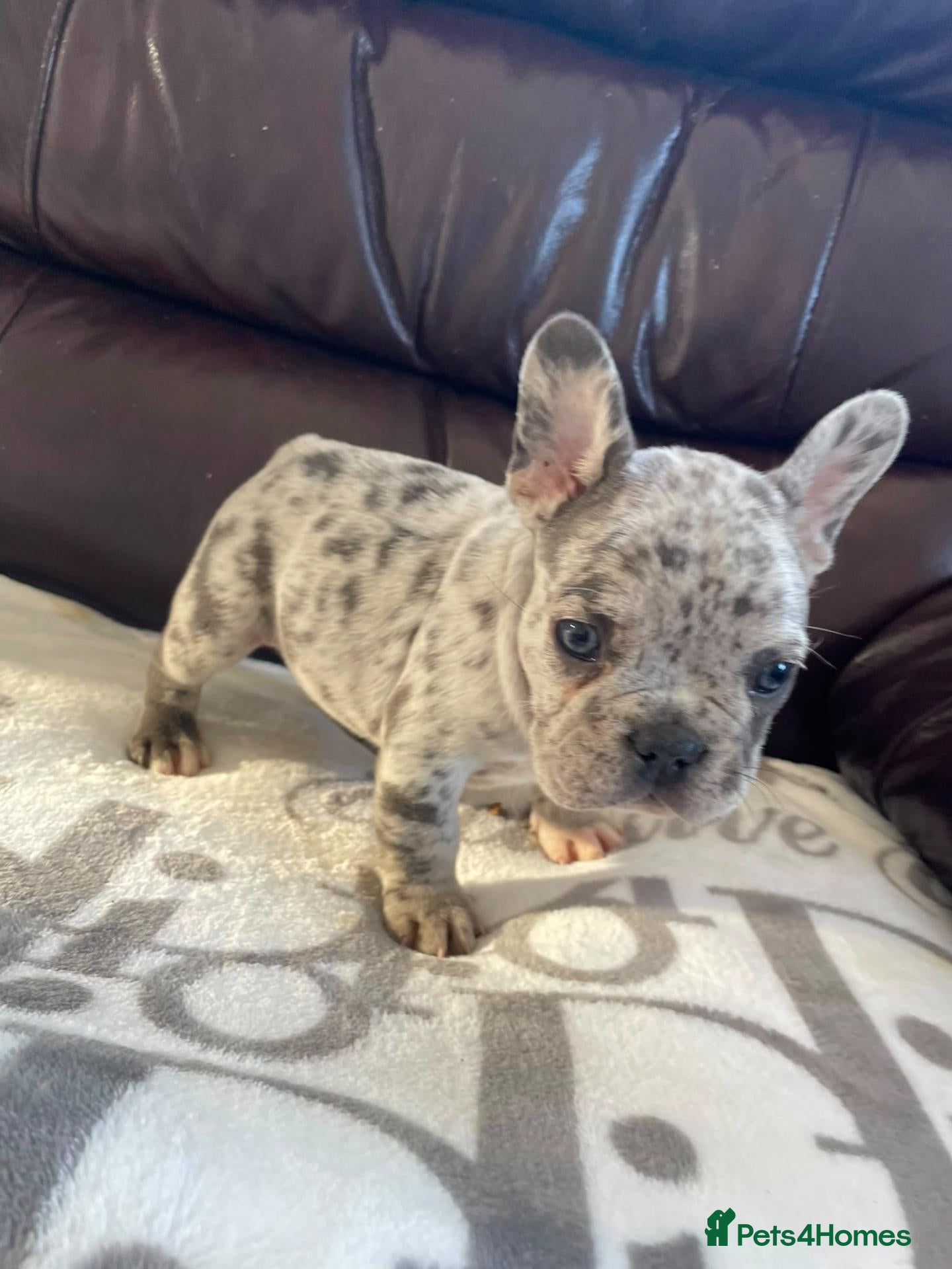 French Bulldog dogs French bulldog 🐶  - Advert 13