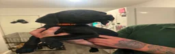 Labrador Retriever dogs for sale:  6 Labrador puppies  - Advert 11