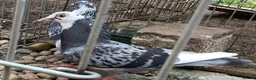 Pigeons birds for sale: Two Sweet Female Pigeons - Advert 4