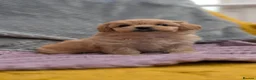 Maltipoo dogs for sale: Stunning Toy Maltipoo Puppies  - Advert 1