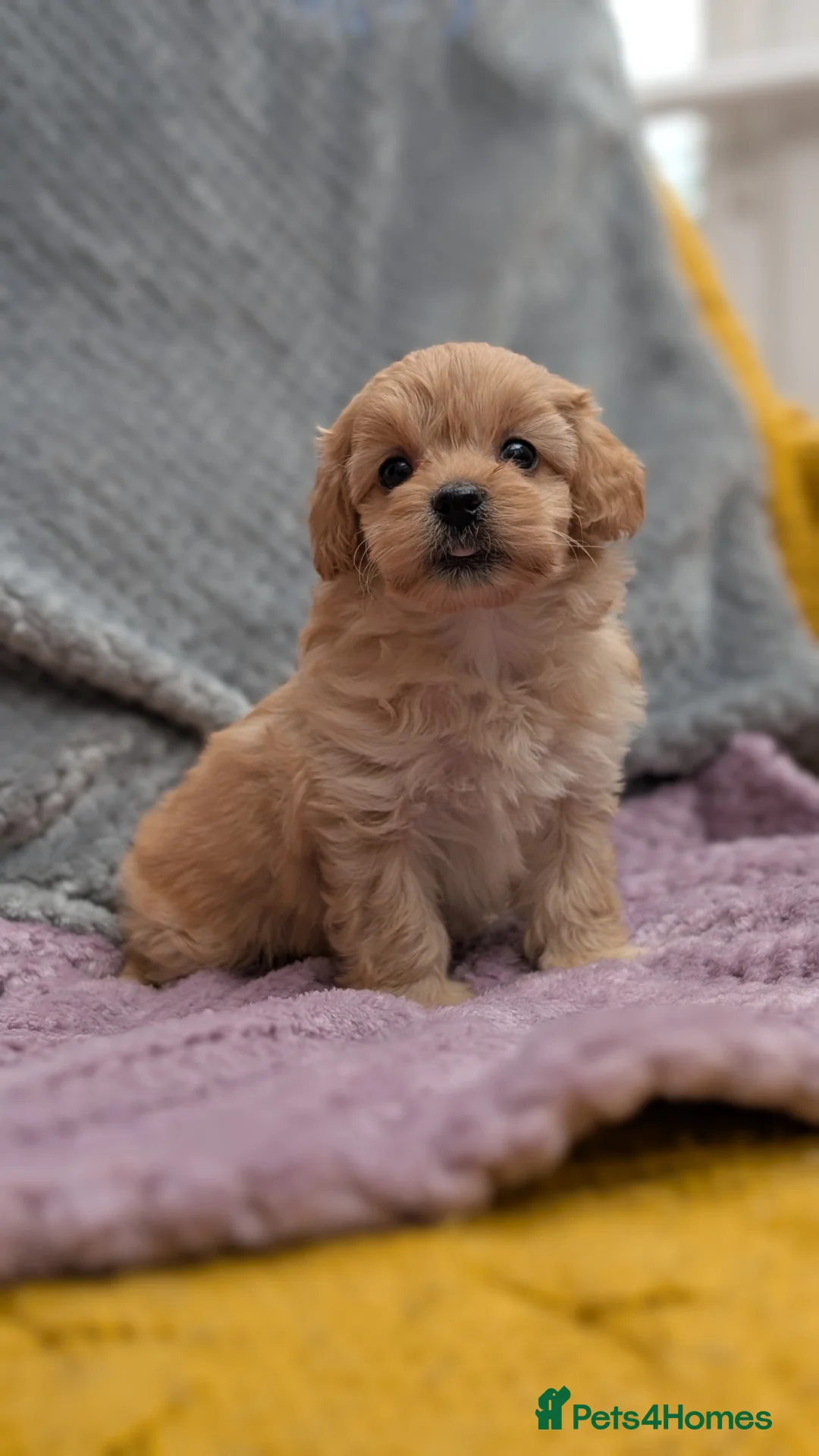 Maltipoo dogs for sale: Stunning Toy Maltipoo Puppies  - Advert 1