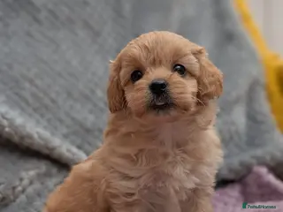 Maltipoo dogs Stunning Toy Maltipoo Puppies - Advert 15