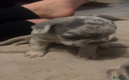 French Bulldog dogs for sale: Stunning French bulldog puppies - Advert 9