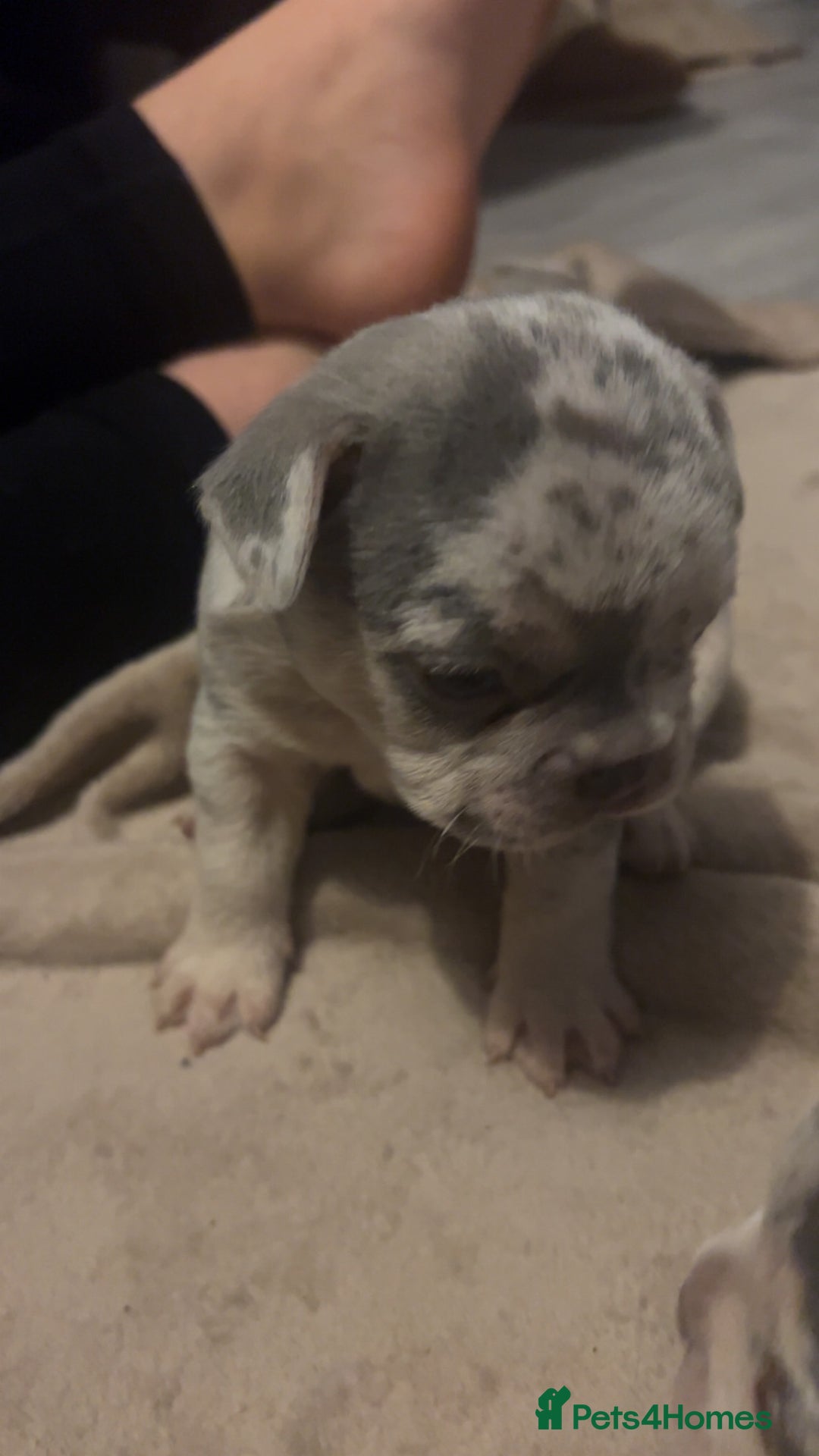 French Bulldog dogs for sale: Stunning French bulldog puppies - Advert 9