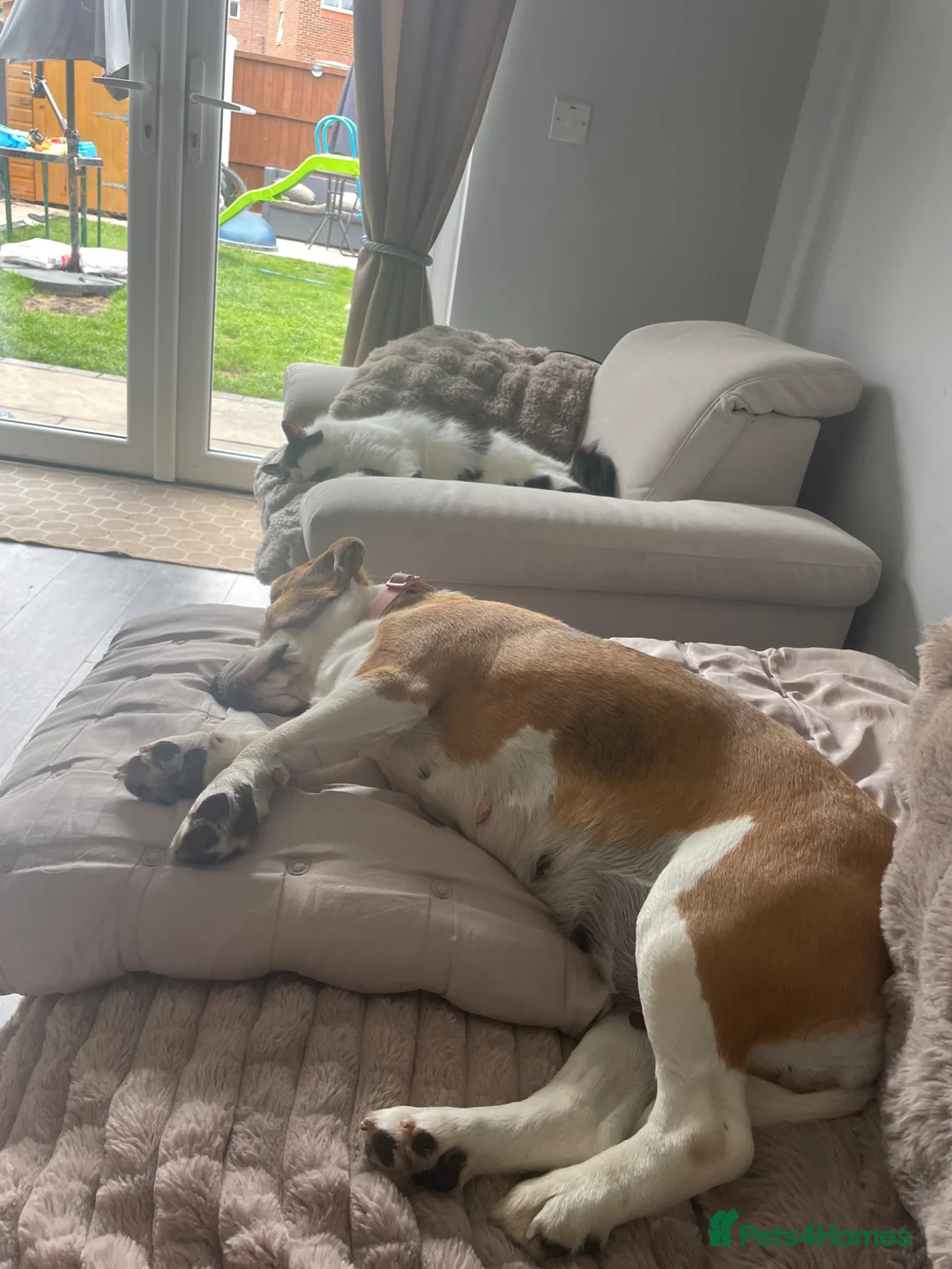 Beagle dogs for sale: Female beagle - Advert 2