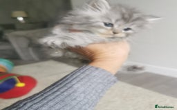 Persian cats for sale: Beautiful  silver shaded chinchilla Persian x bsh - Image 2