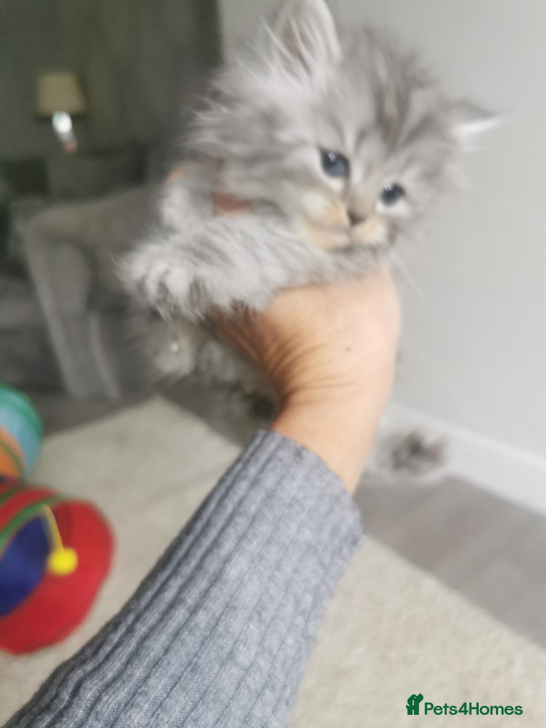 Persian cats for sale: Beautiful  silver shaded chinchilla Persian x bsh - Image 2