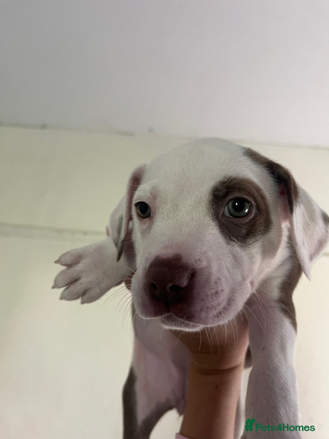 Mixed Breed dogs for sale: American bull dogs cross staffy - Image 4