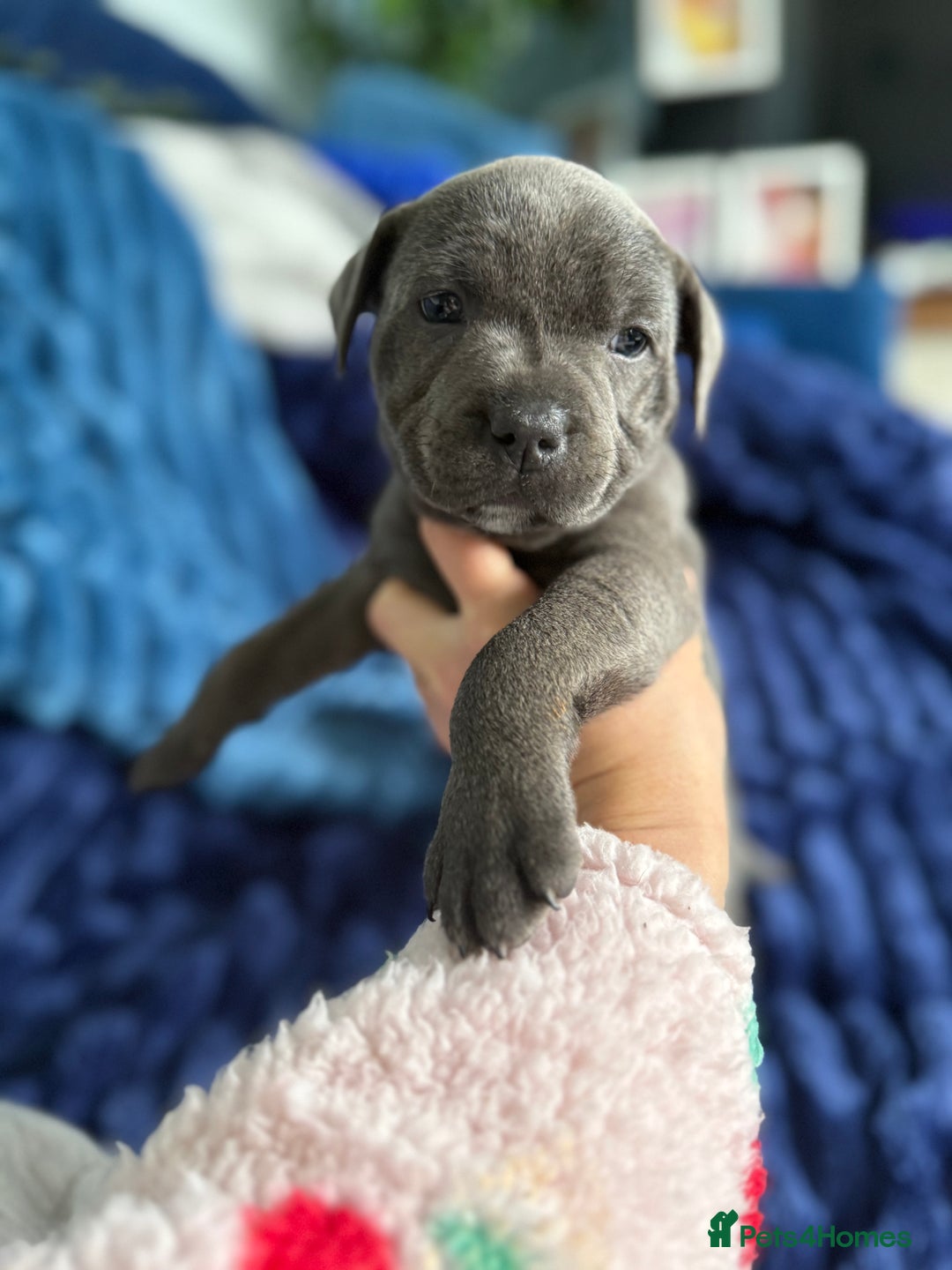 Staffordshire Bull Terrier dogs for sale: KC Registered Exceptional Blue Staffies - Advert 16