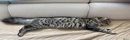 Maine Coon cats for sale: Maine Coon Absolutely Beautiful Kittens For Sale  - Advert 30