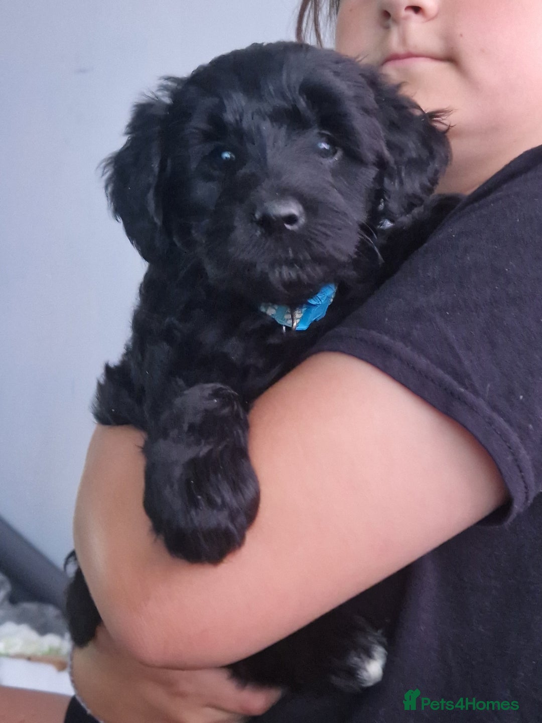 Mixed Breed dogs for sale: Borderdoodle - Image 2