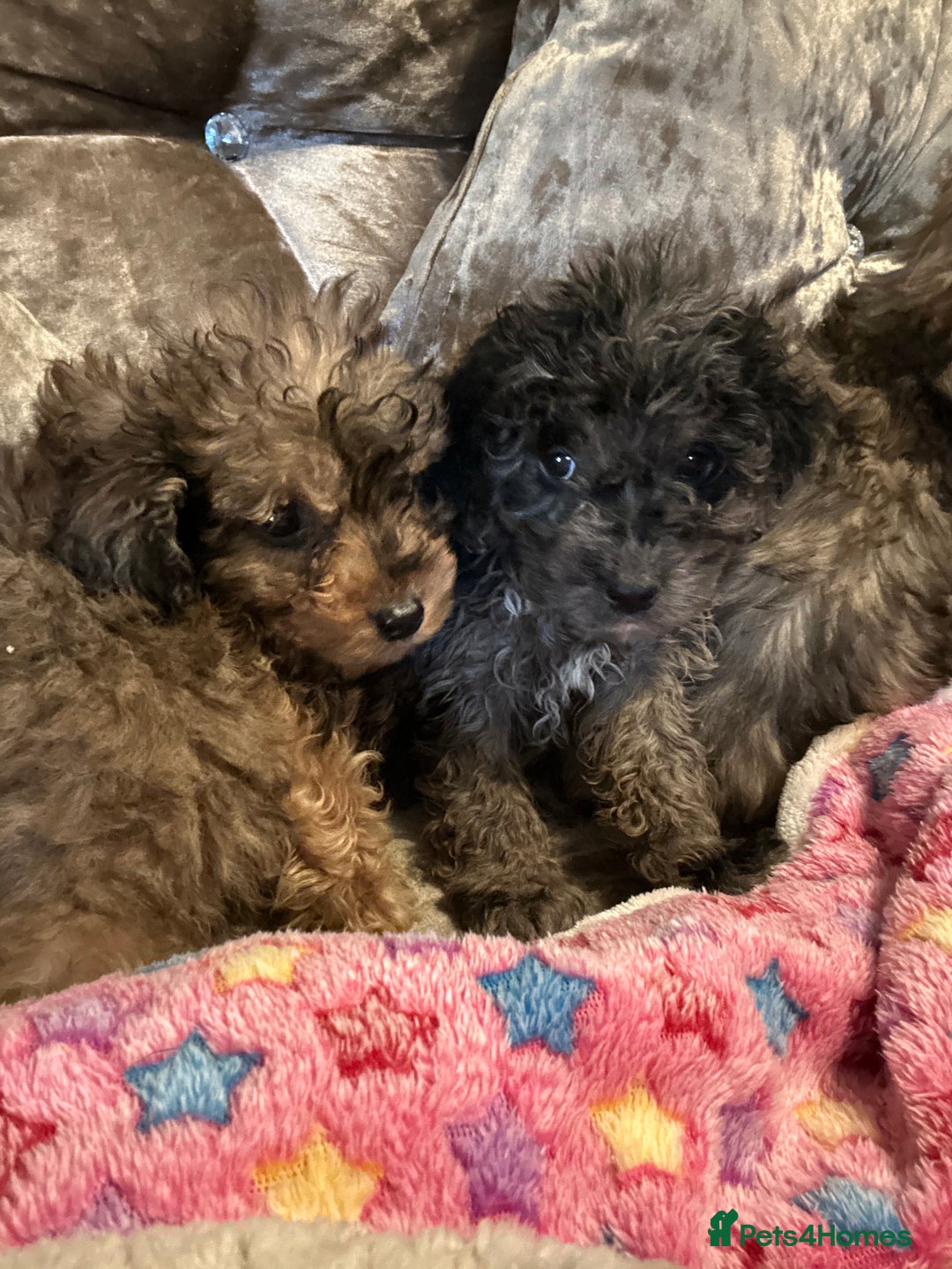 Cockapoo dogs for sale: Cockapoo puppies ready now  - Advert 8