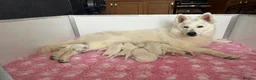 White Swiss Shepherd dogs for sale:  Stunning White Swiss Shepherd Boy  - Advert 2