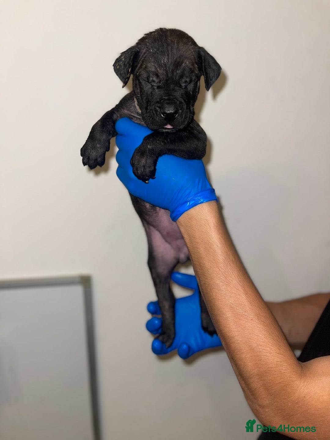Presa Canario dogs for sale: Presa Canario Puppies for Sale - Image 13