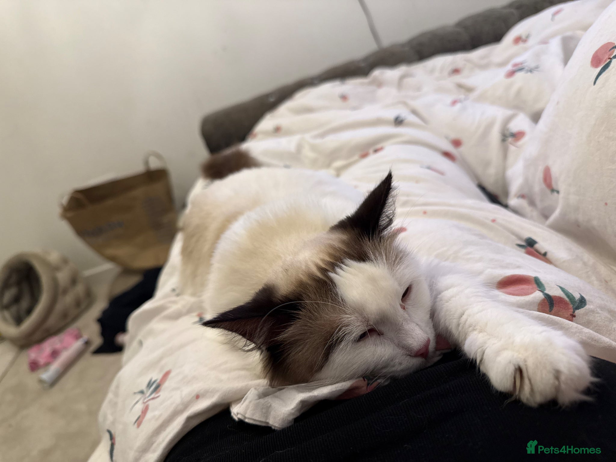 Mixed Breed cats Ragdoll kittens  - Advert 3