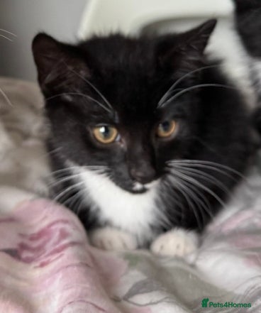 Mixed Breed cats Mixed breed kittens  - Advert 18