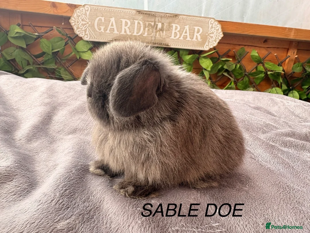 Mini Lop rabbits for sale: BEAUTIFUL Mini lops  - Advert 2