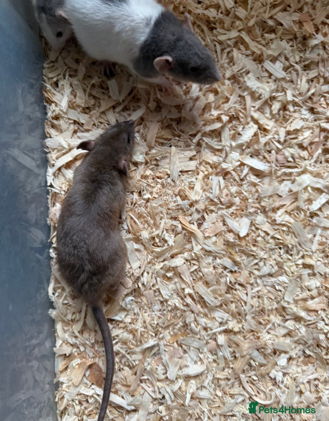 Rat rodents for sale: Baby rats  - Image 4