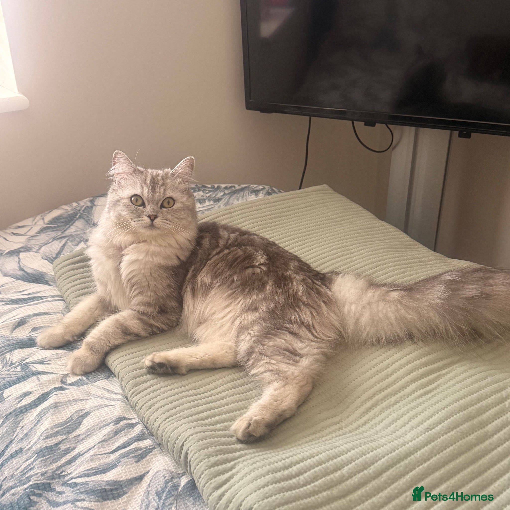 Perdoll cats 1 year old Female Perdoll - Advert 10