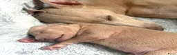 Italian Greyhound dogs for sale: Italian Greyhound puppies  in London - Advert 3
