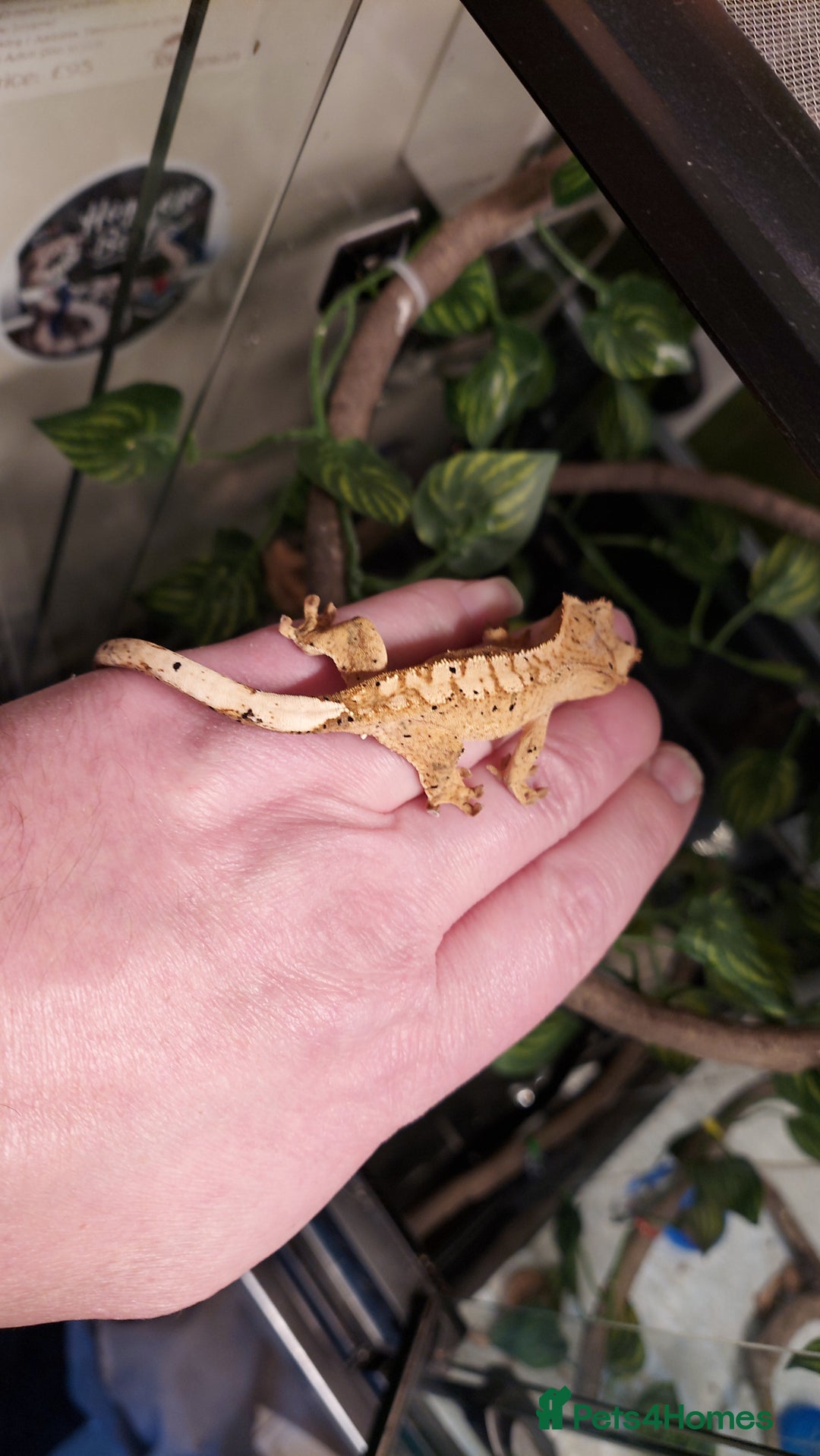 Gecko reptiles for sale: Crested geckos various ages mostly Dalmatians  - Advert 7