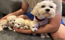 Bichon Frise dogs for sale: Bichon Maltese - Image 2