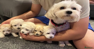 Bichon Frise dogs - Advert 1