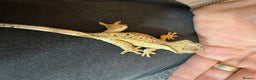 Gecko reptiles for sale: Baby crested geckos for sale  - Advert 11