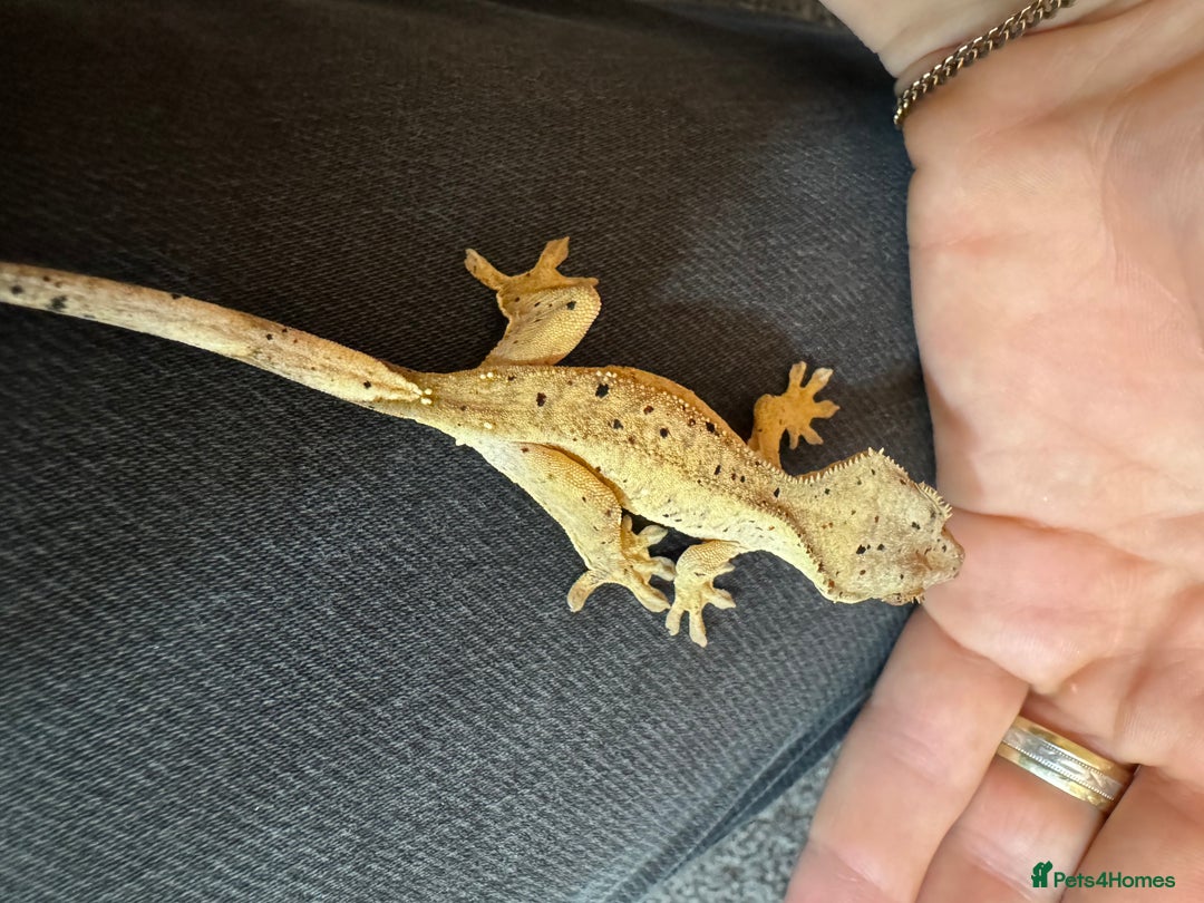 Gecko reptiles for sale: Baby crested geckos for sale  - Advert 11