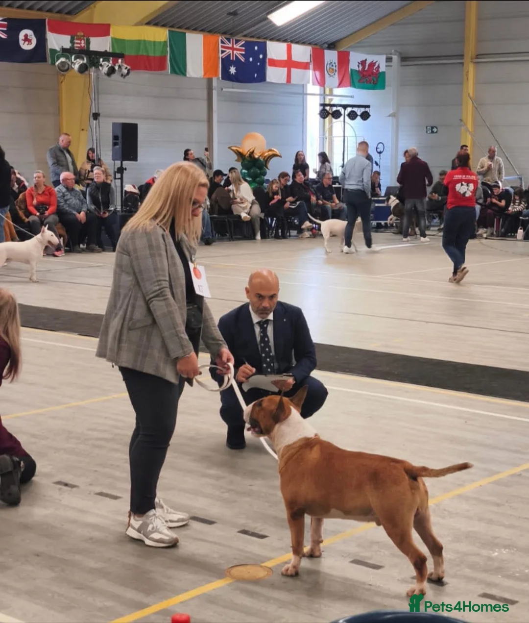 Bull Terrier dogs for stud: Champion Red and White stud  - Advert 10