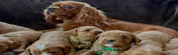 Cavapoo dogs for sale: Adorable miniature F1 red Cavapoo puppies  - Advert 14