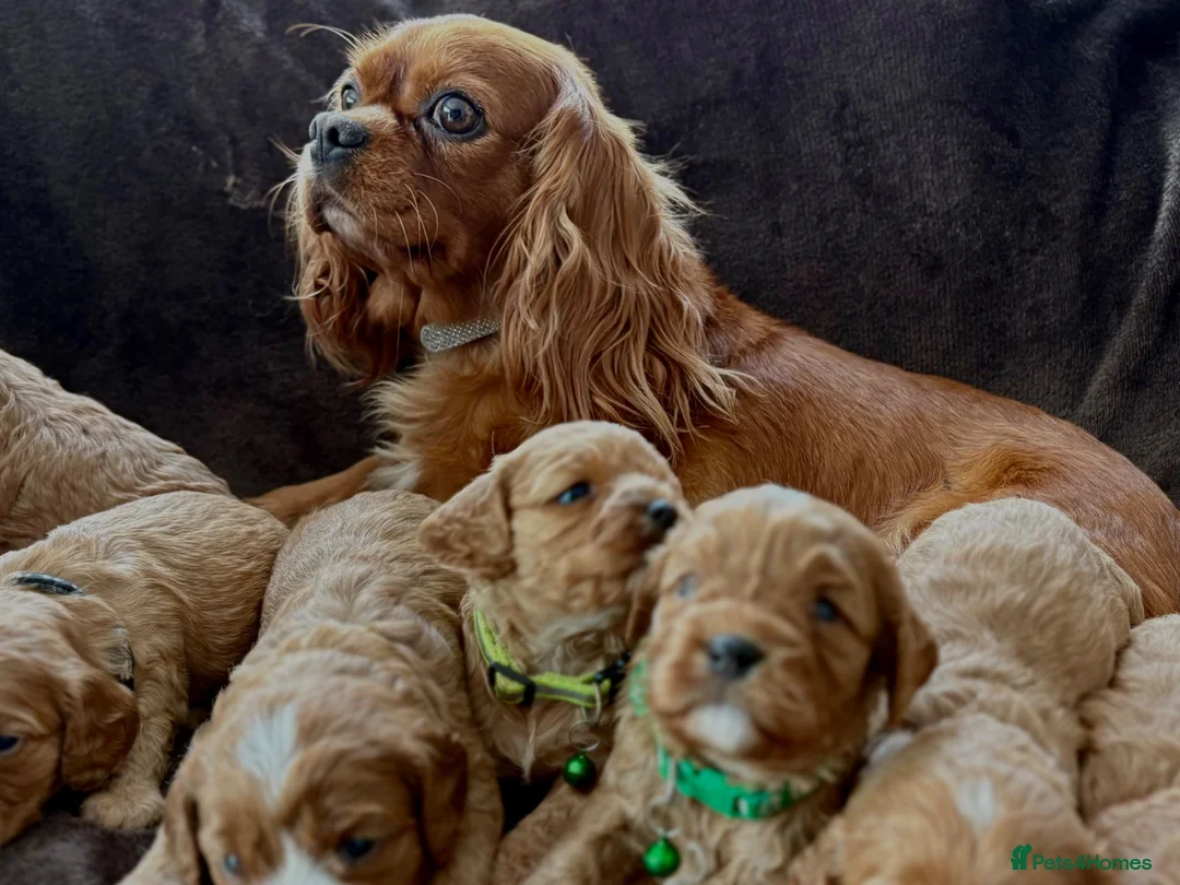 Cavapoo dogs for sale: Adorable miniature F1 red Cavapoo puppies  - Advert 14