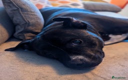 Staffordshire Bull Terrier dogs for sale: Male Staffy micro chipped ready for his new family - Image 6
