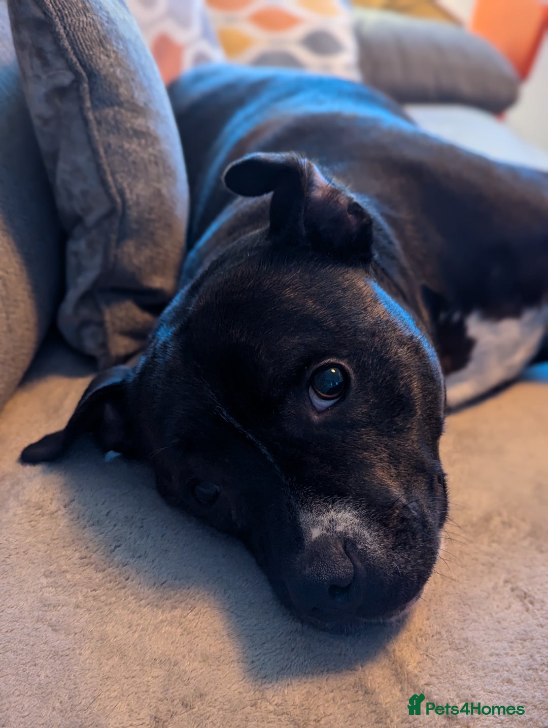 Staffordshire Bull Terrier dogs for sale: Male Staffy micro chipped ready for his new family - Image 6