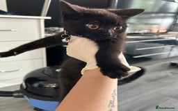 British Shorthair cats for sale: FREE British shorthair cat called mabel - Advert 6