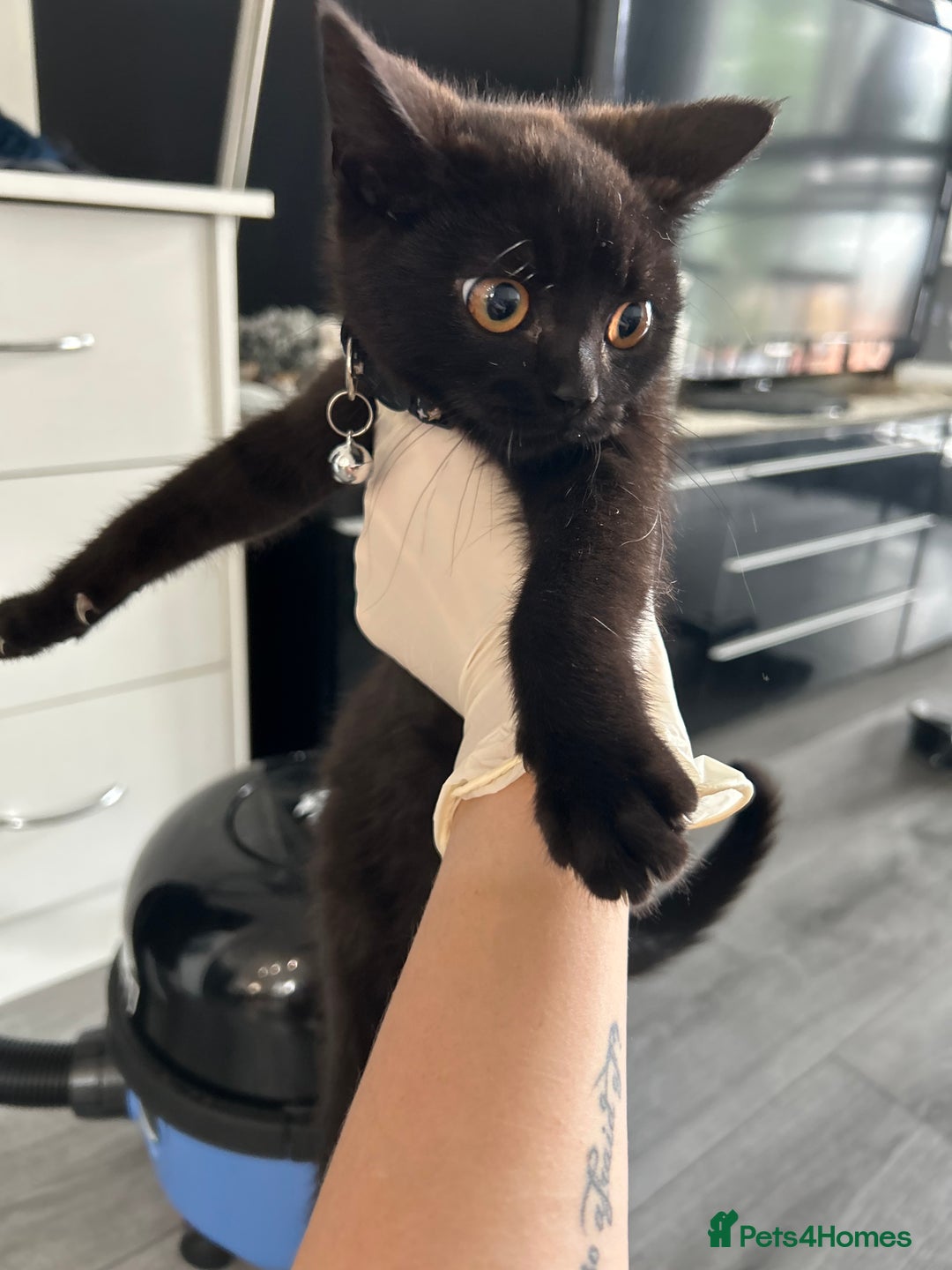 British Shorthair cats for sale: FREE British shorthair cat called mabel - Advert 6