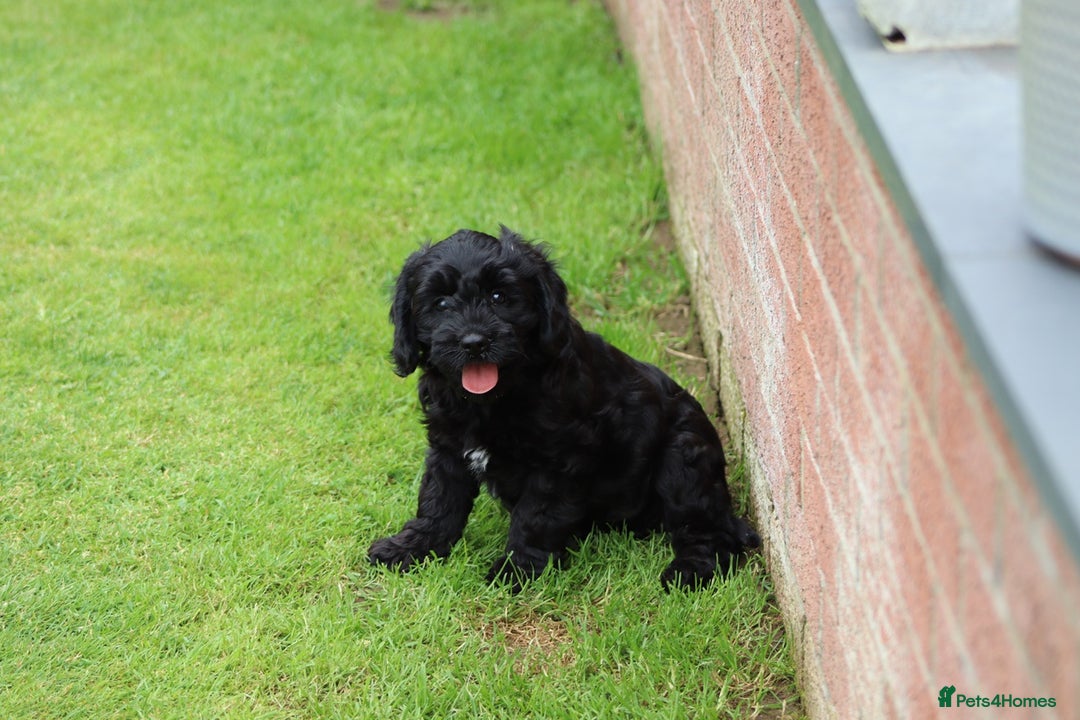 Cavapoo dogs for sale: Beautiful Cavapoo puppies for sale - Image 29