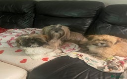 Lhasa Apso dogs for sale: Male Lhasa Apso puppy  - Image 7