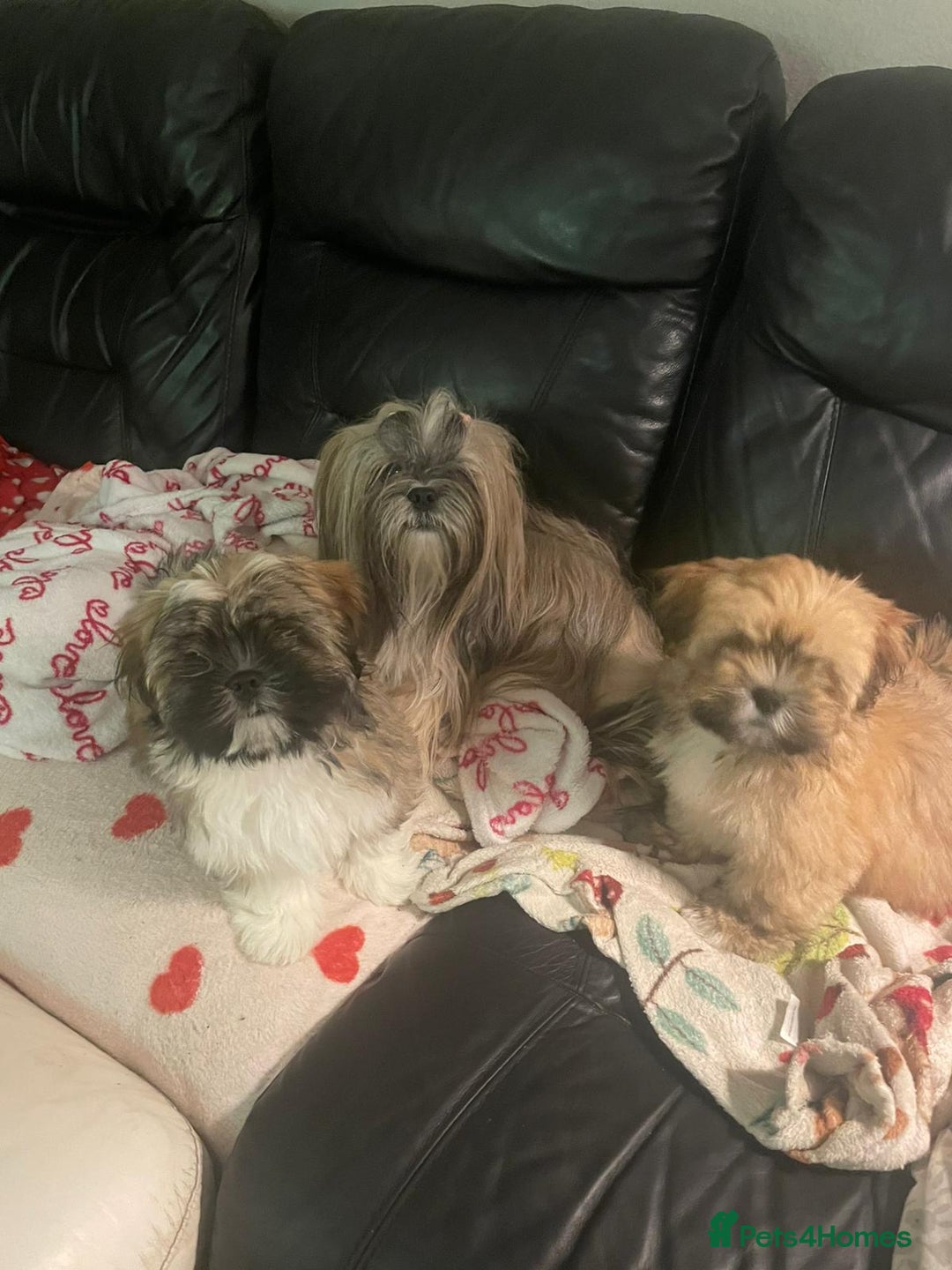 Lhasa Apso dogs for sale: Male Lhasa Apso puppy  - Image 7