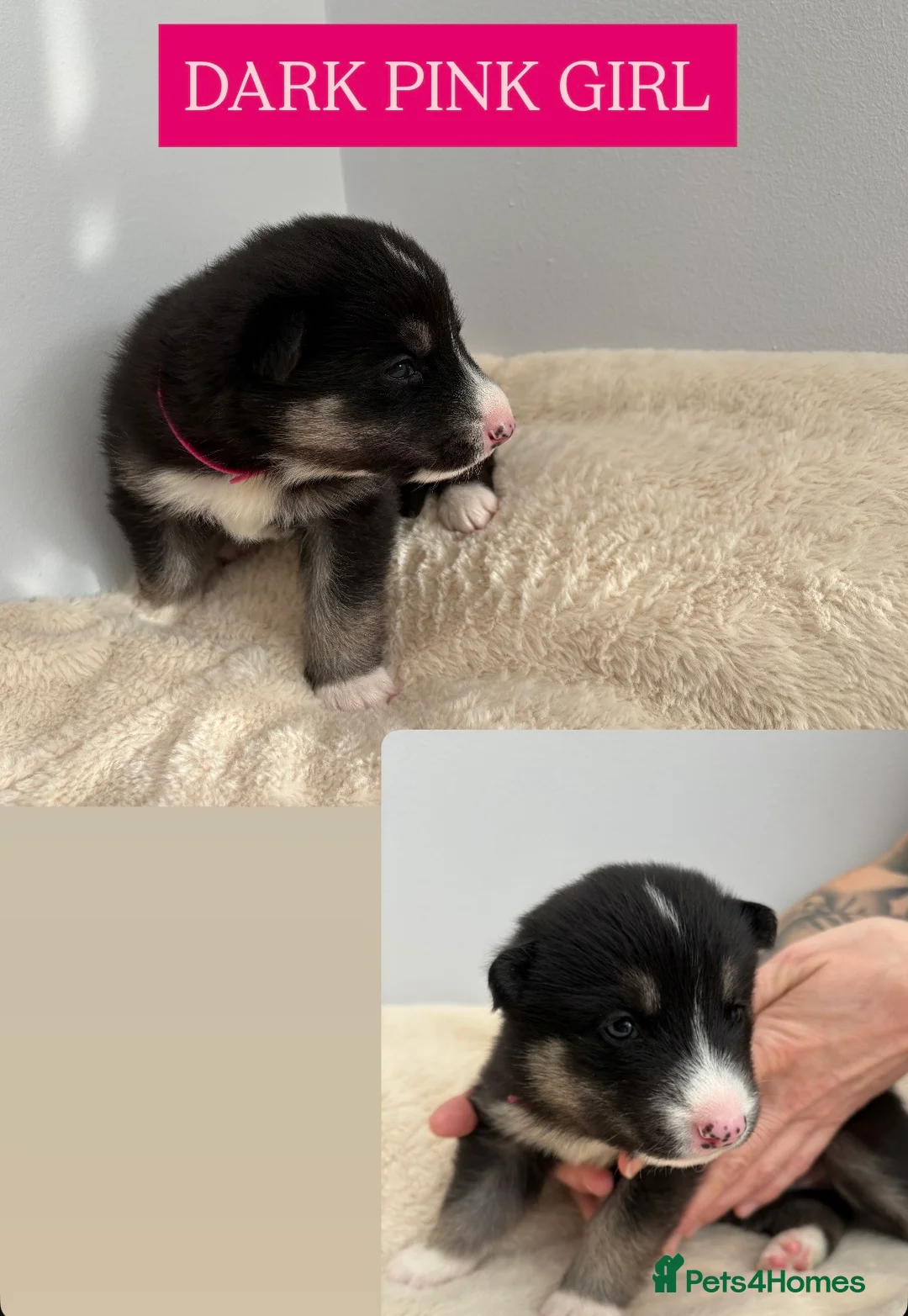 Shepsky dogs for sale: STUNNING SHEPSKY PUPPIES! - Advert 19