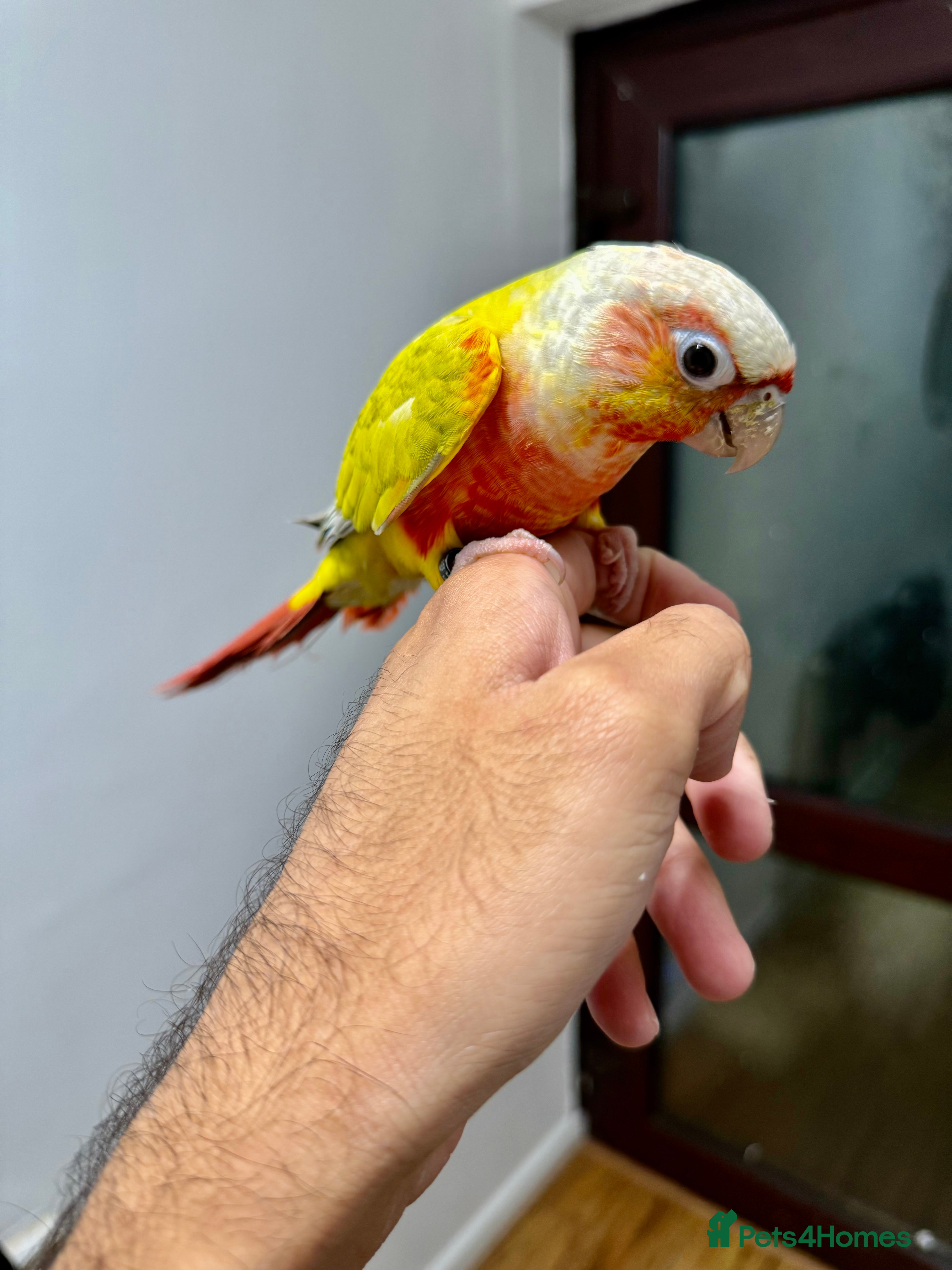 Parrots birds Lovely Conures - Advert 1