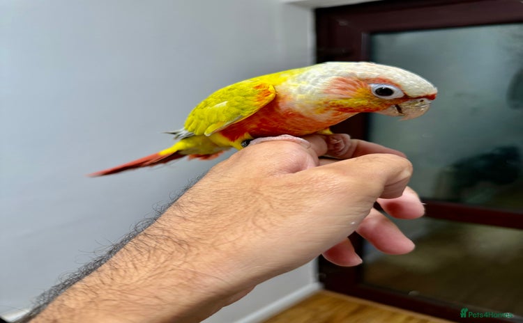 Parrots birds Lovely Conures - Advert 15