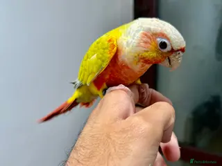 Parrots birds Lovely Conures - Advert 1