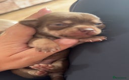 Chihuahua dogs for sale: Beautiful chihuahua pups - Image 10